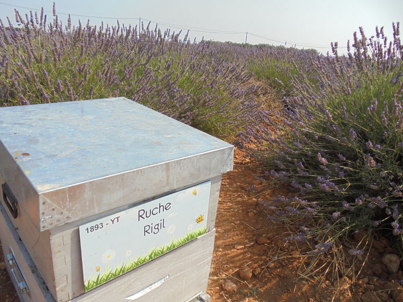 La ruche Rigil