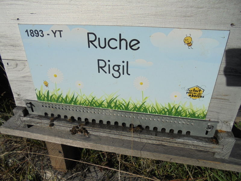 La ruche Rigil