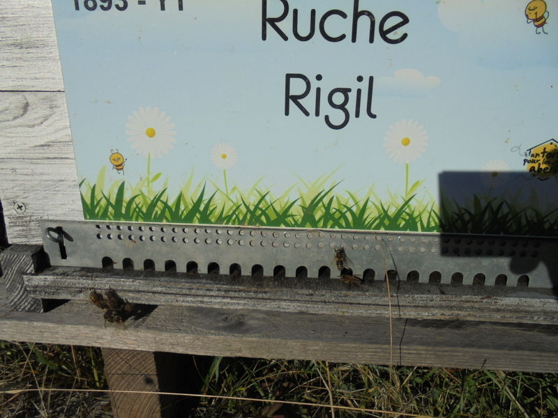 La ruche Rigil