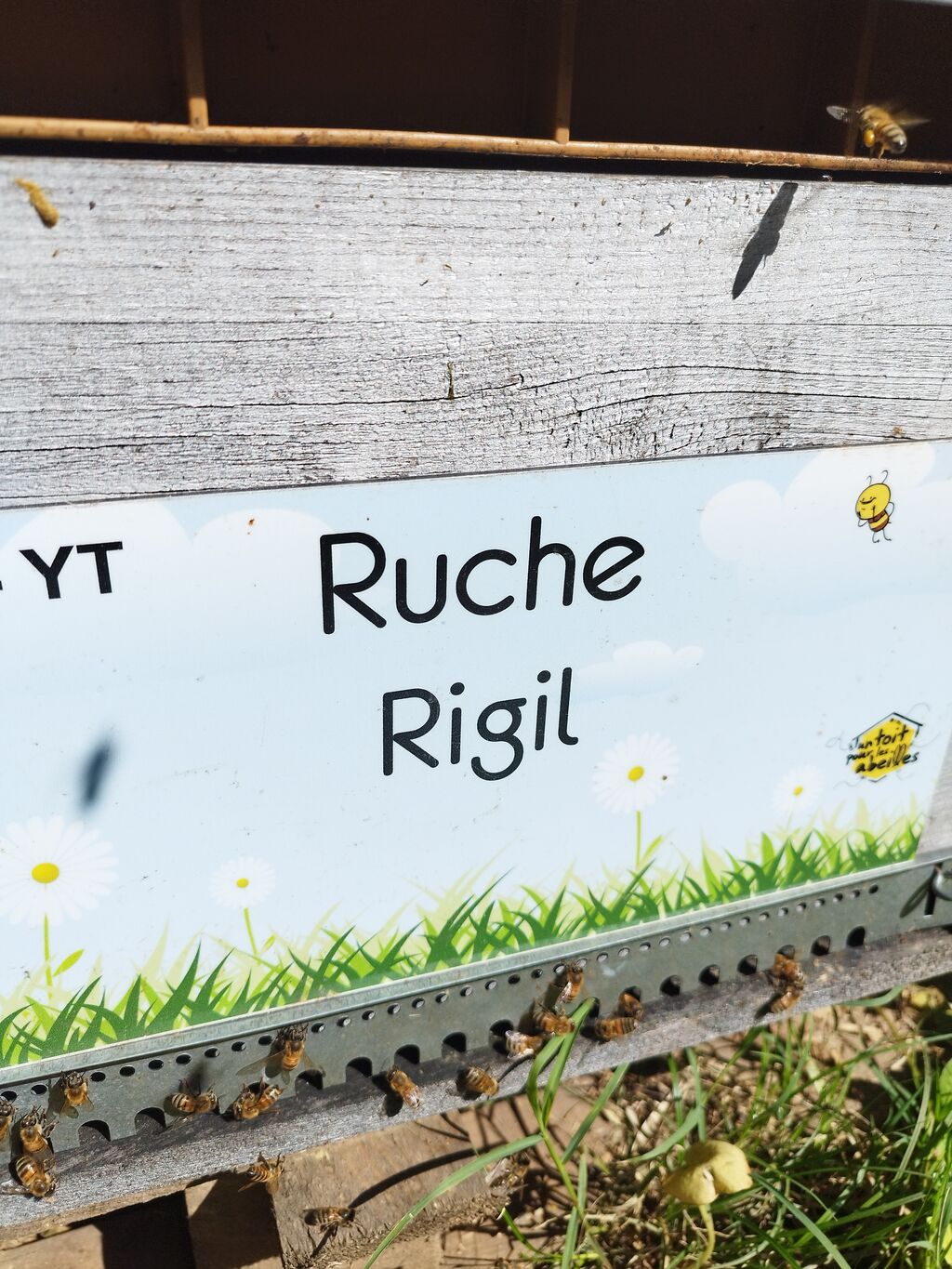 La ruche Rigil