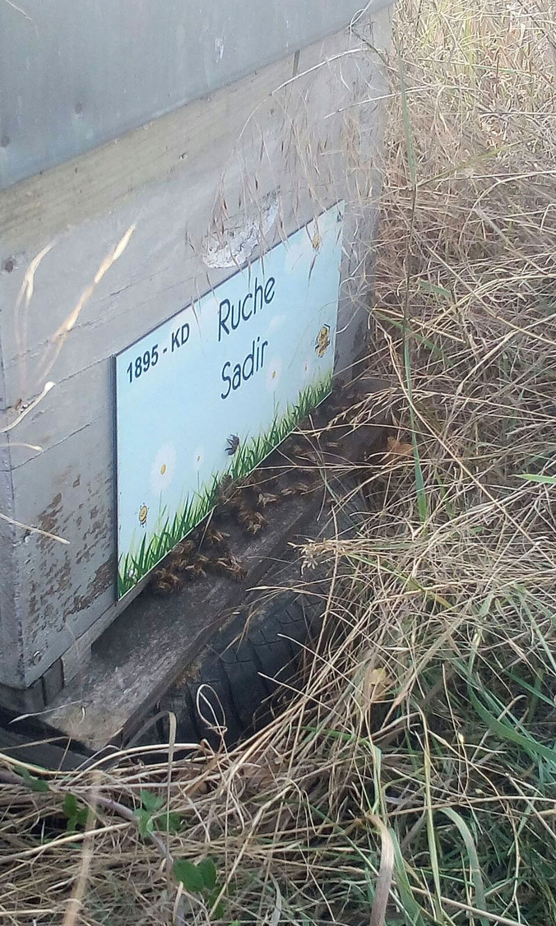 La ruche Sadir