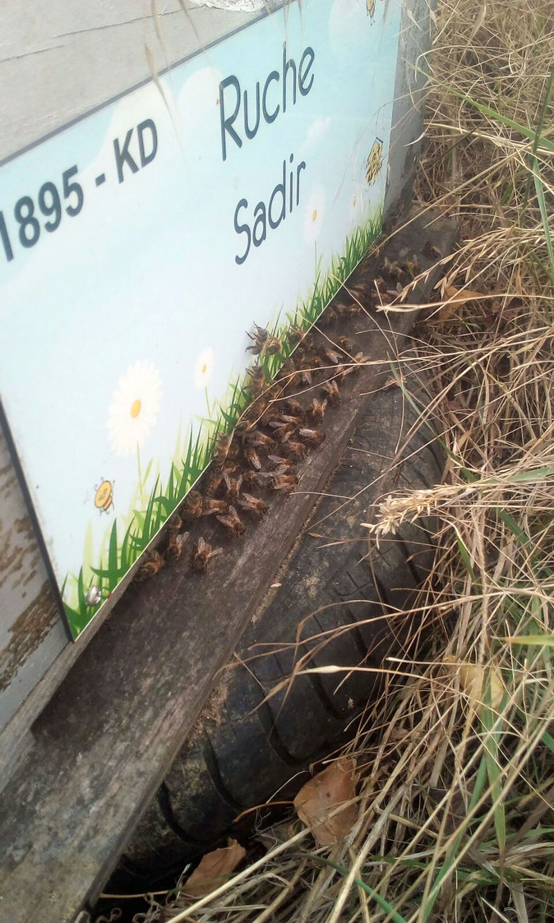 La ruche Sadir