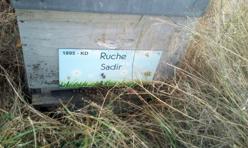 La ruche Sadir
