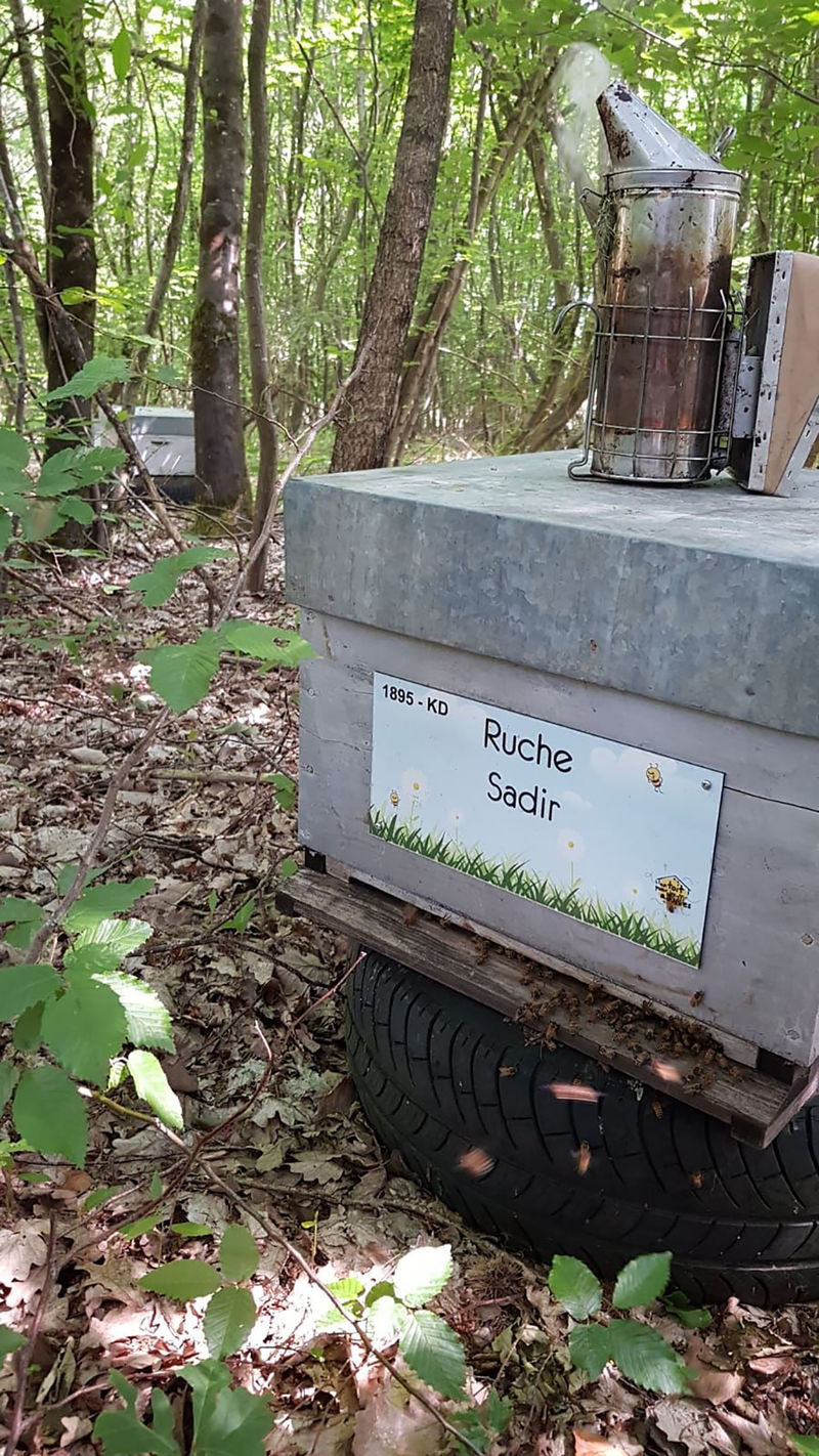 La ruche Sadir