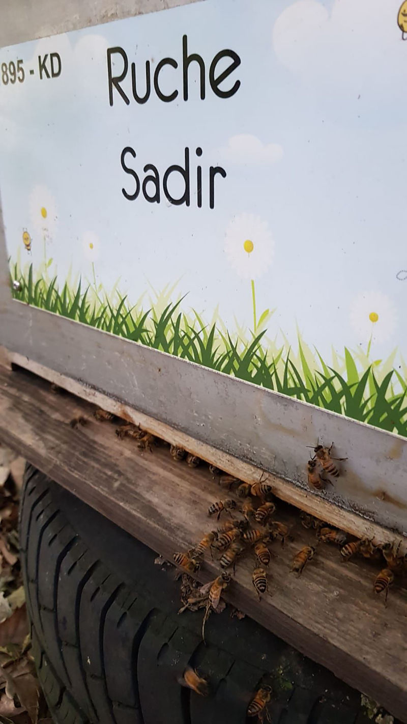 La ruche Sadir