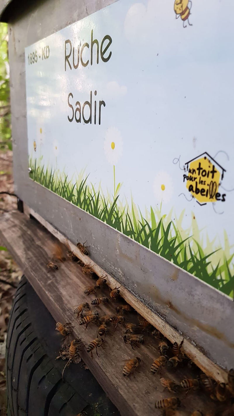 La ruche Sadir