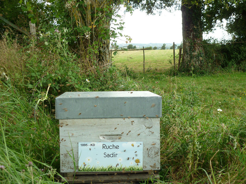 La ruche Sadir