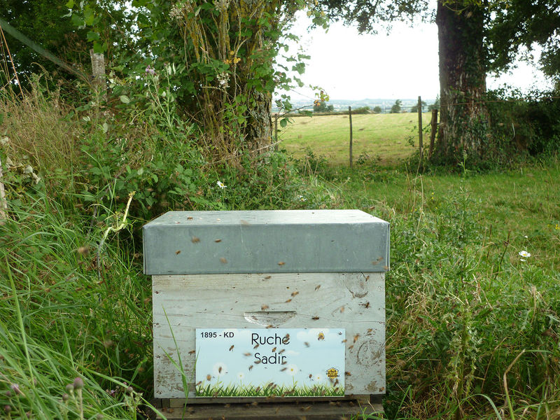 La ruche Sadir