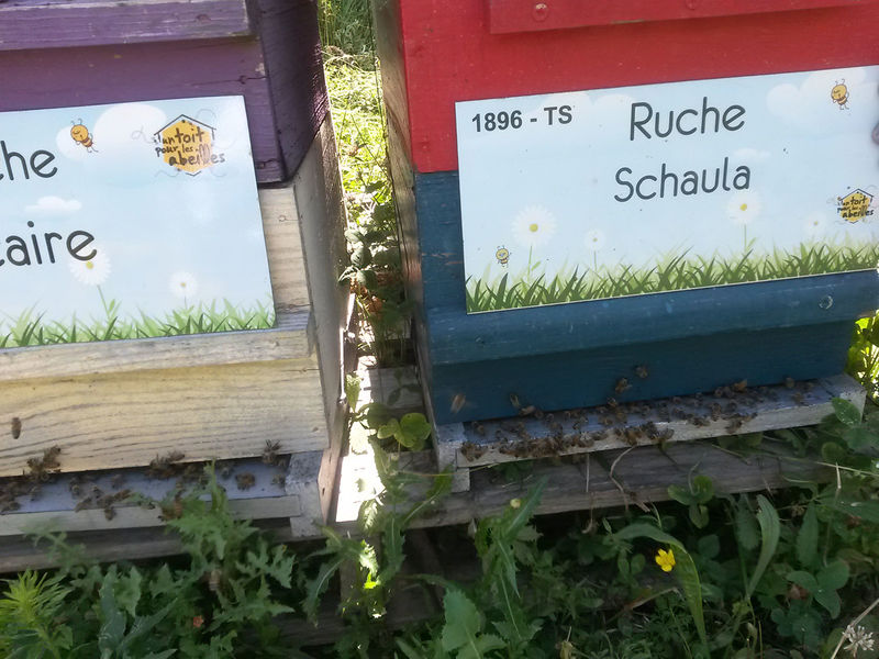 La ruche Schaula