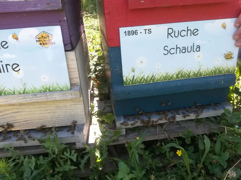 La ruche Schaula