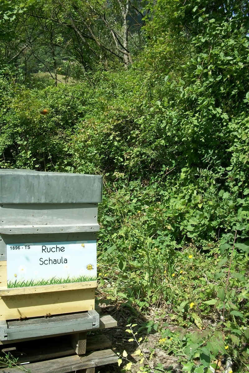 La ruche Schaula