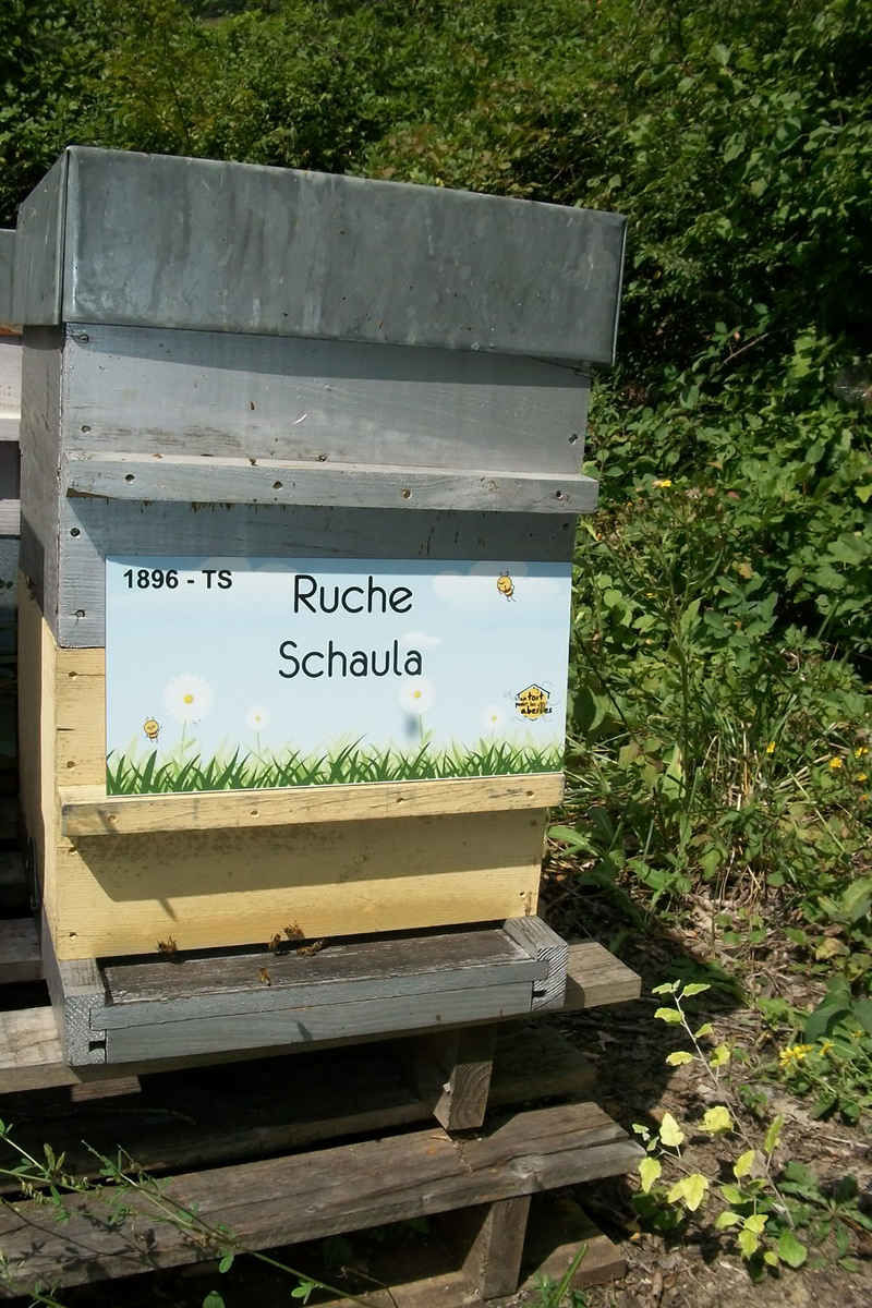 La ruche Schaula