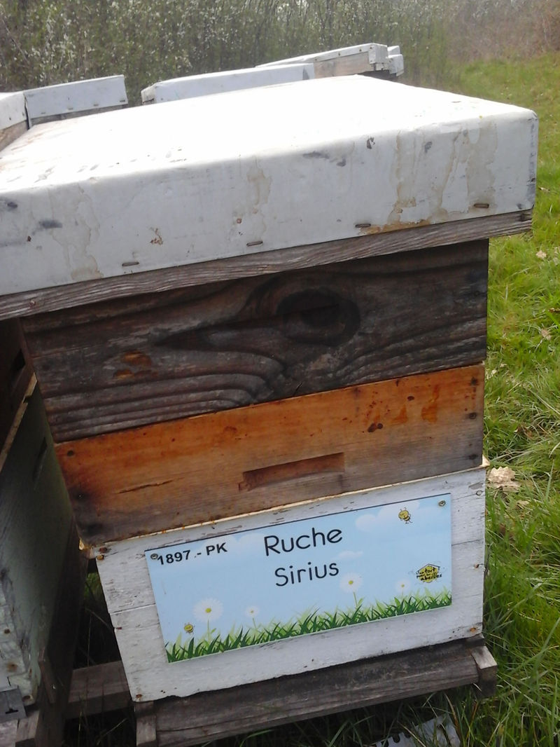 La ruche