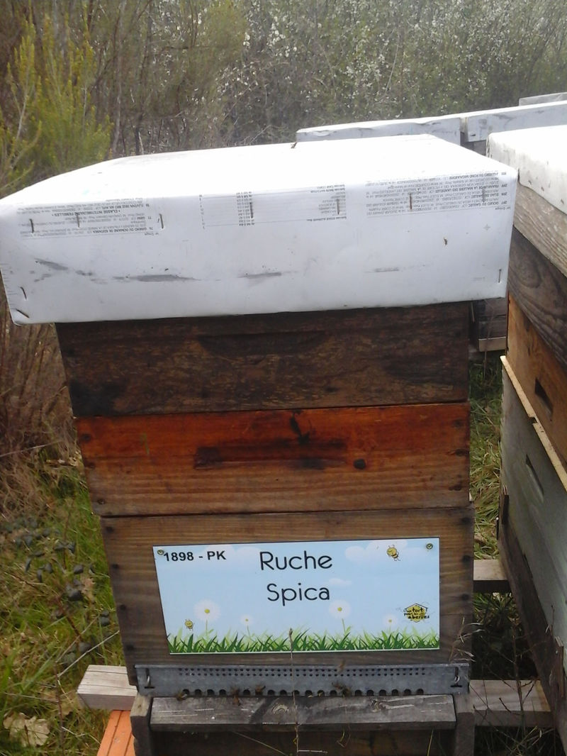 La ruche