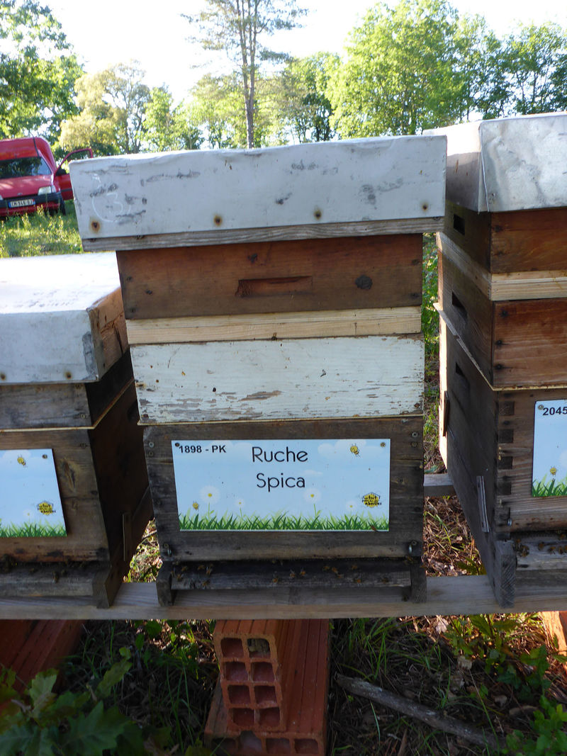 La ruche Spica
