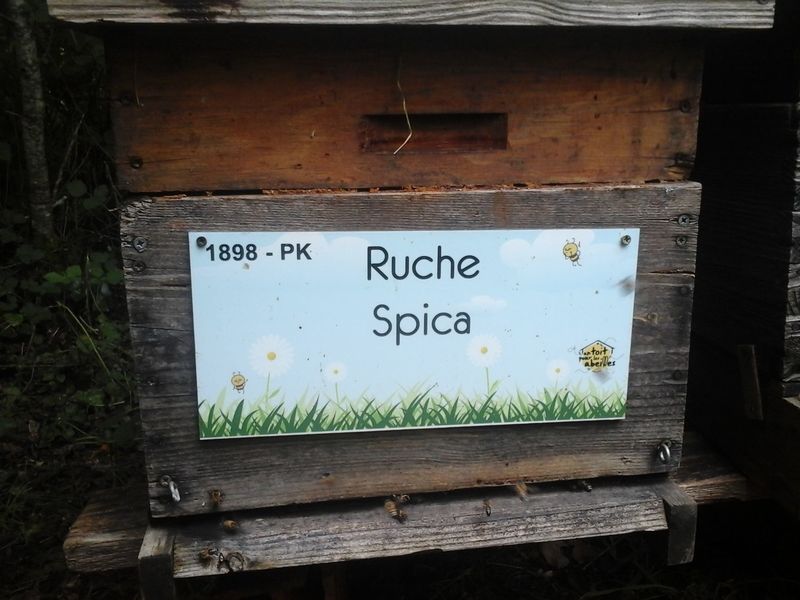 La ruche Spica