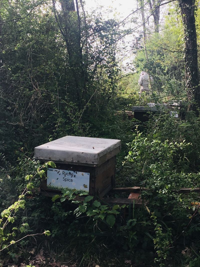 La ruche Spica