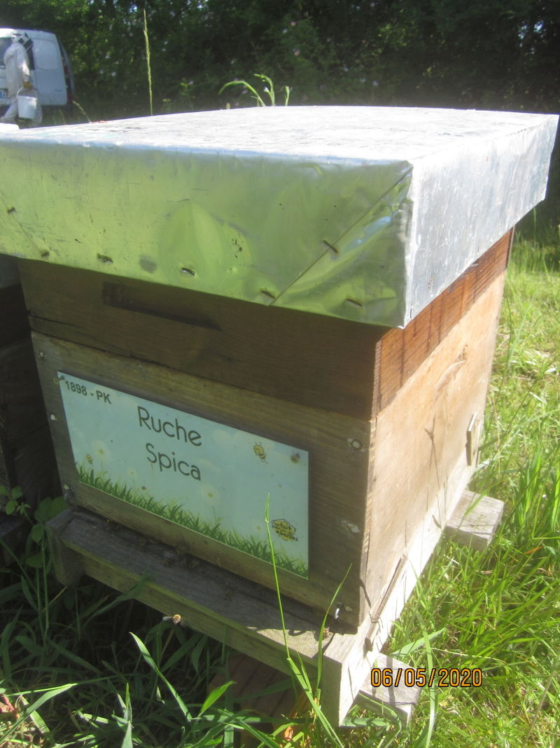 La ruche Spica
