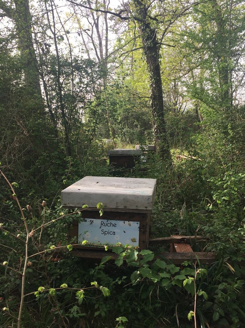 La ruche Spica