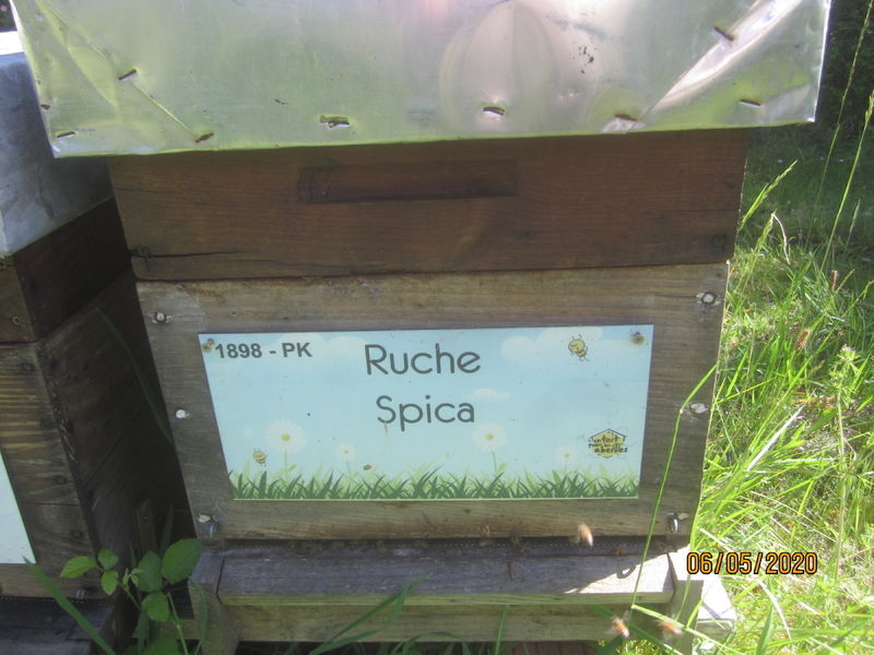 La ruche Spica