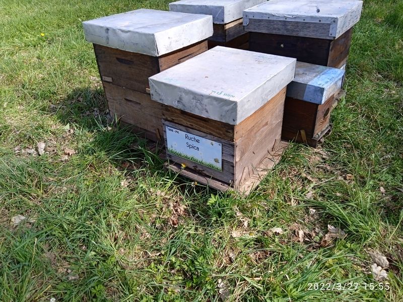 La ruche Spica