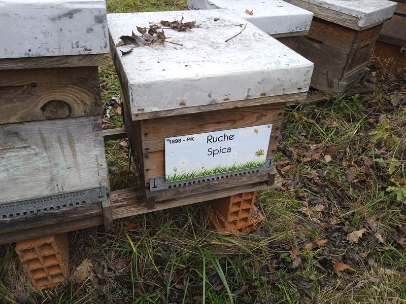 La ruche Spica