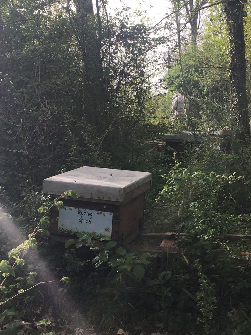 La ruche Spica