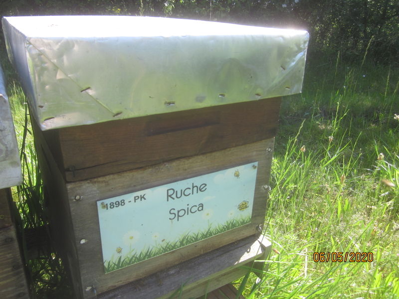 La ruche Spica