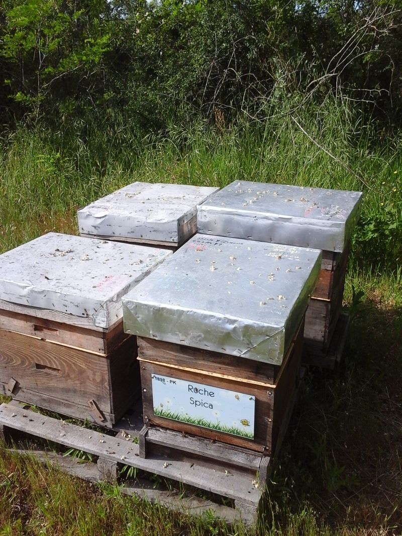 La ruche Spica