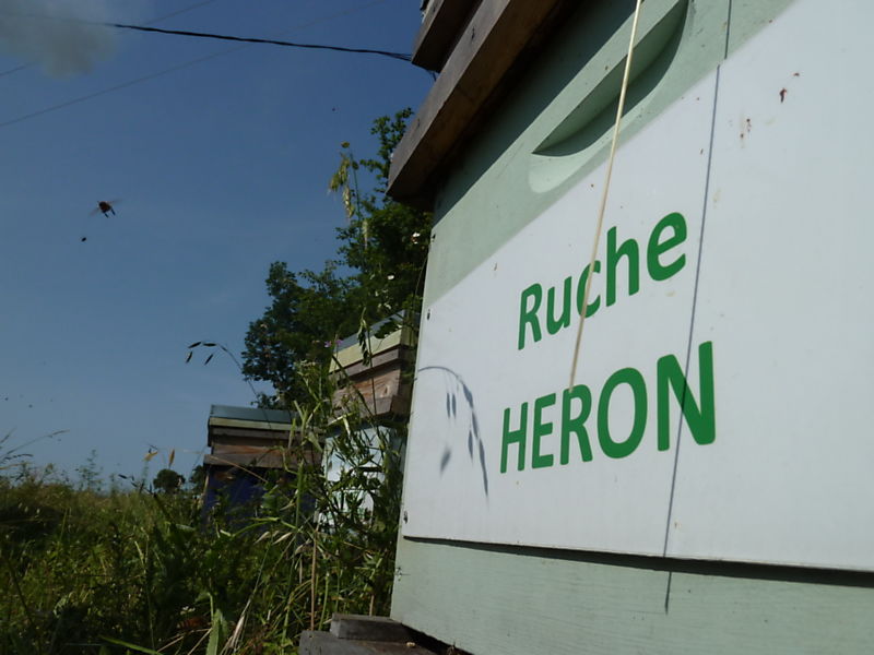La ruche Héron