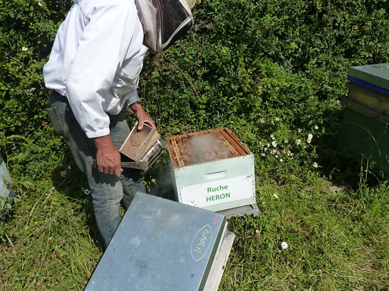 La ruche Héron