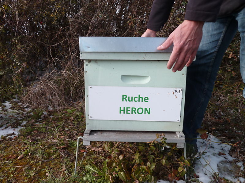 La ruche Héron