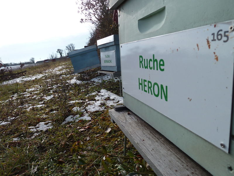 La ruche Héron