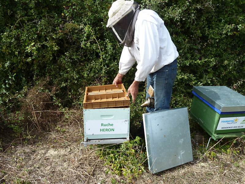La ruche Héron
