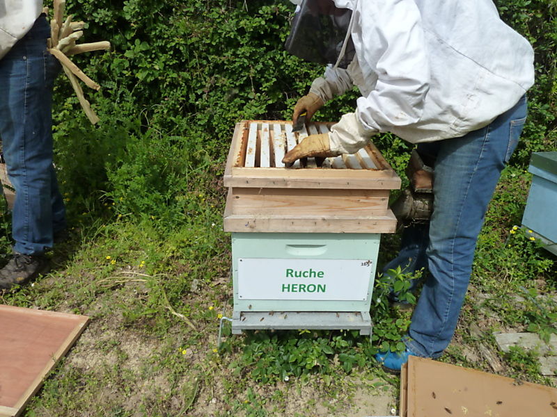 La ruche Héron