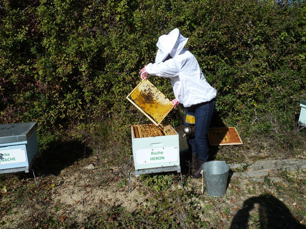 La ruche Héron