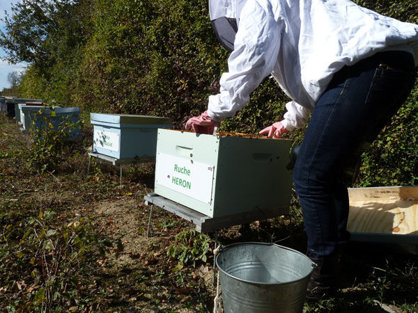 La ruche Héron