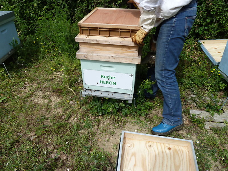 La ruche Héron