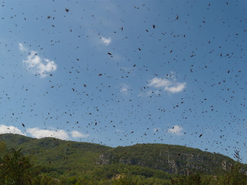 La ruche Fauvette a tête noire