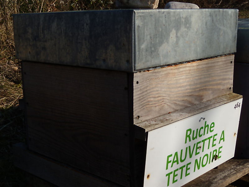 La ruche Fauvette a tête noire