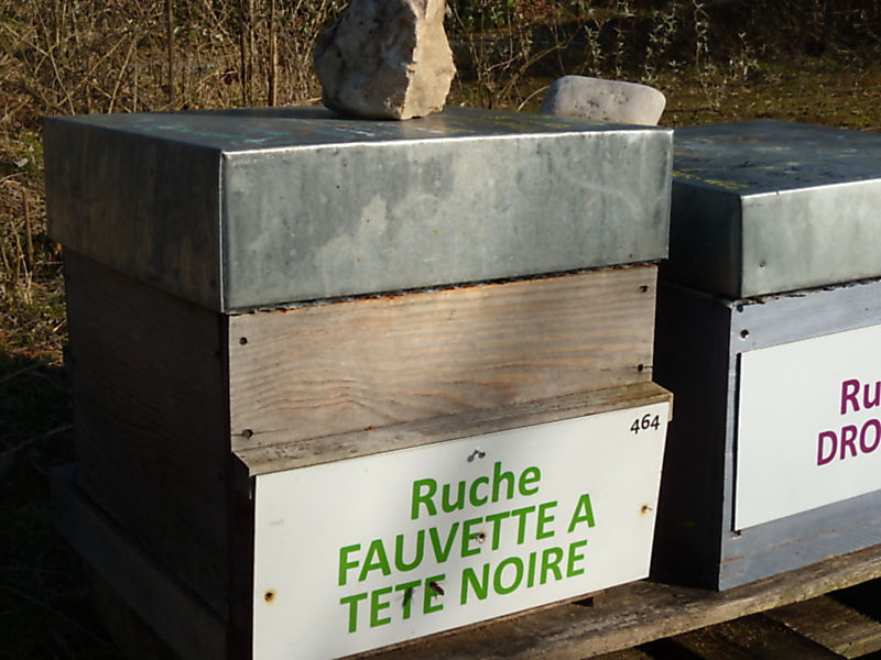 La ruche Fauvette a tête noire