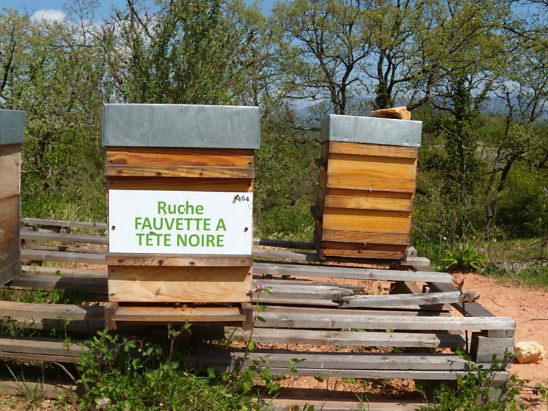 La ruche Fauvette a tête noire