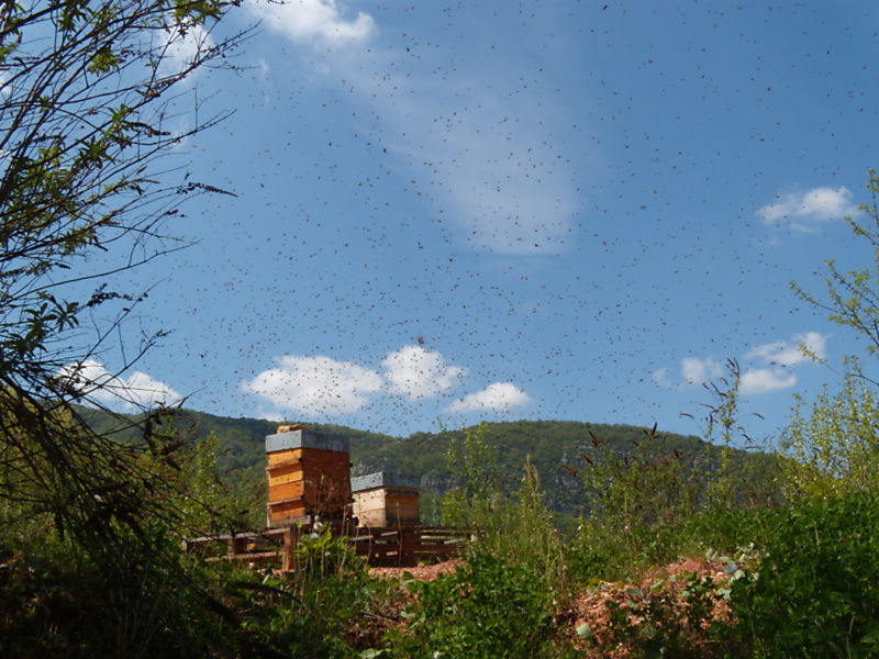 La ruche Fauvette a tête noire
