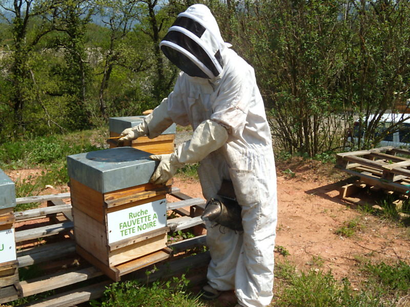 La ruche Fauvette a tête noire