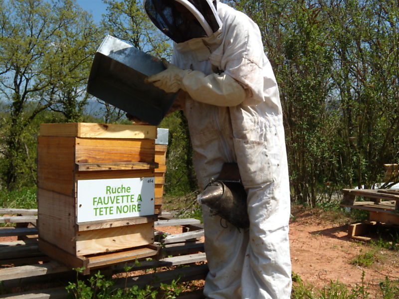 La ruche Fauvette a tête noire