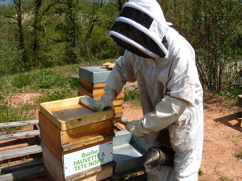 La ruche Fauvette a tête noire
