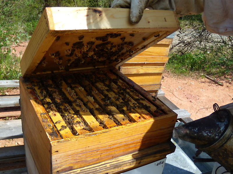 La ruche Fauvette a tête noire