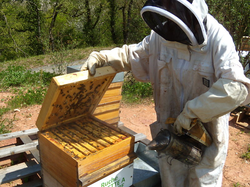 La ruche Fauvette a tête noire