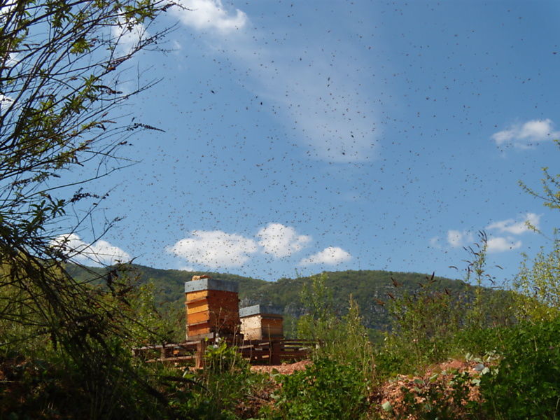 La ruche Fauvette a tête noire