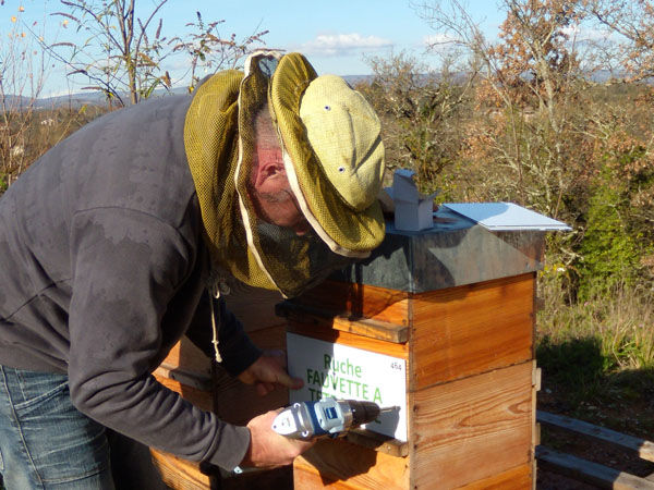 La ruche Fauvette a tête noire